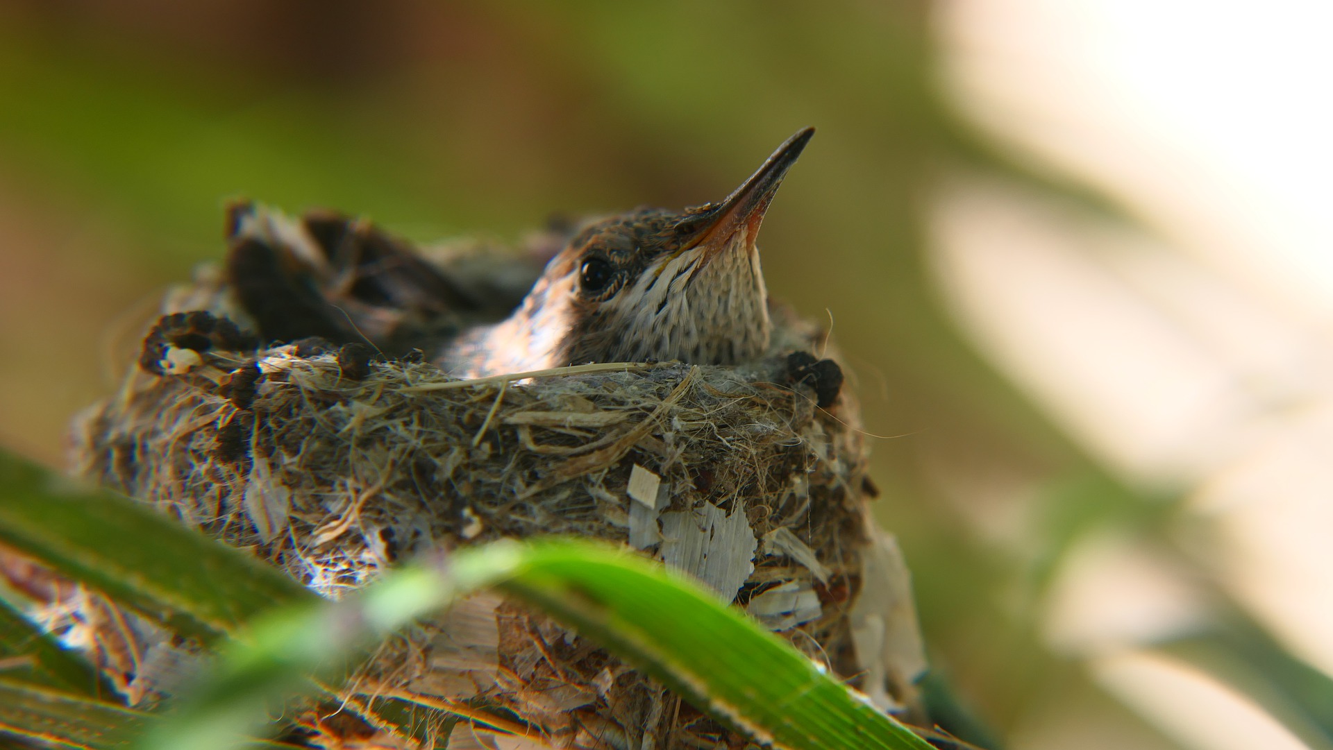 Hummingbird in the Parking Lot – Kollibri auf dem Parkplatz