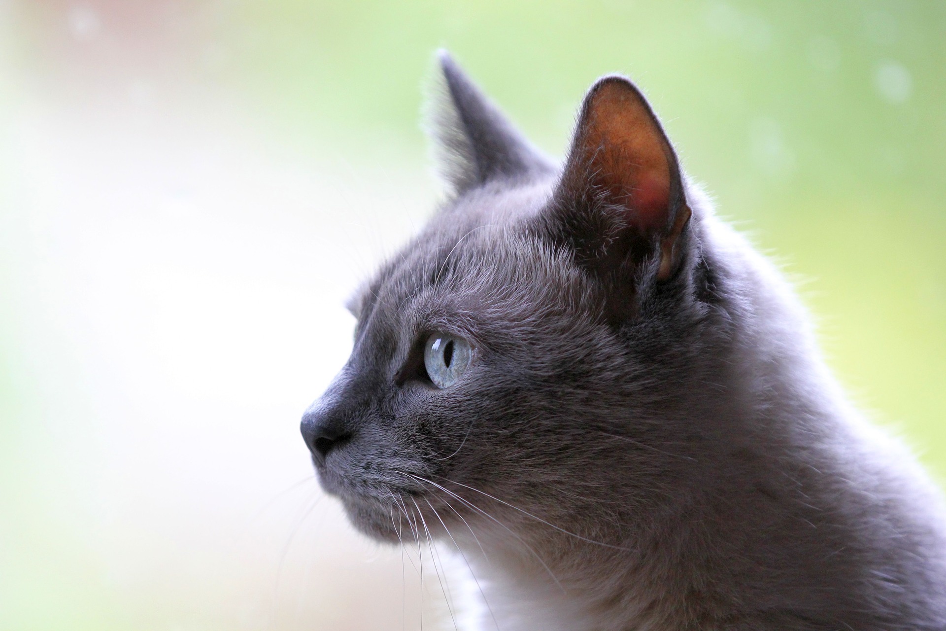 Katzeninstinkt – Cat Instincts