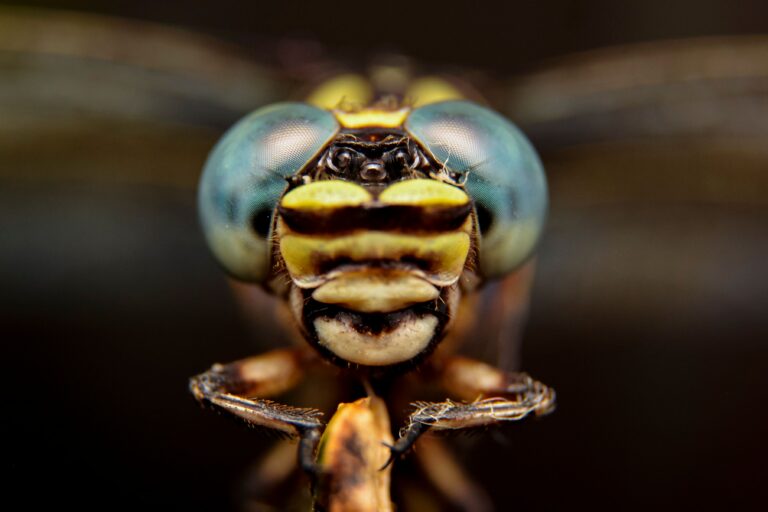 Die Mücke – The Mosquito